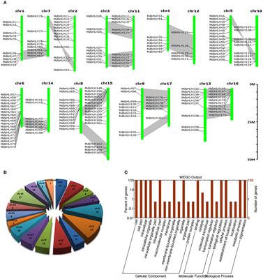 Genome Wide Identification and Characterization of Apple <mark class="highlighted">bHLH Transcription Factors</mark> and Expression Analysis in Response to Drought and Salt Stress